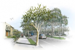 The Transit Boulevard Road Type Guidelines